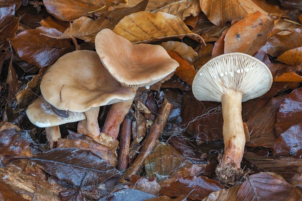Lactarius subdulcis