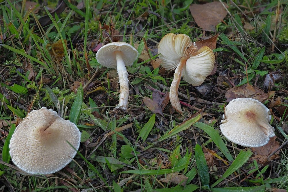 Lepiota oreadiformis