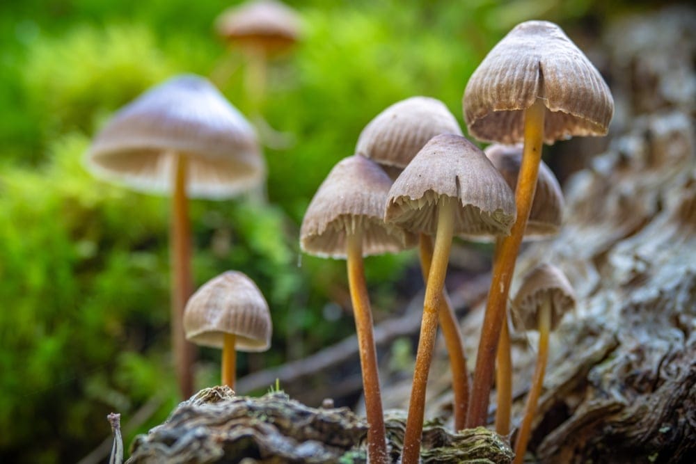 Liberty Cap Mushroom