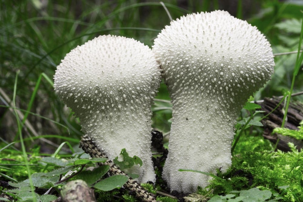 Puffball Mushroom
