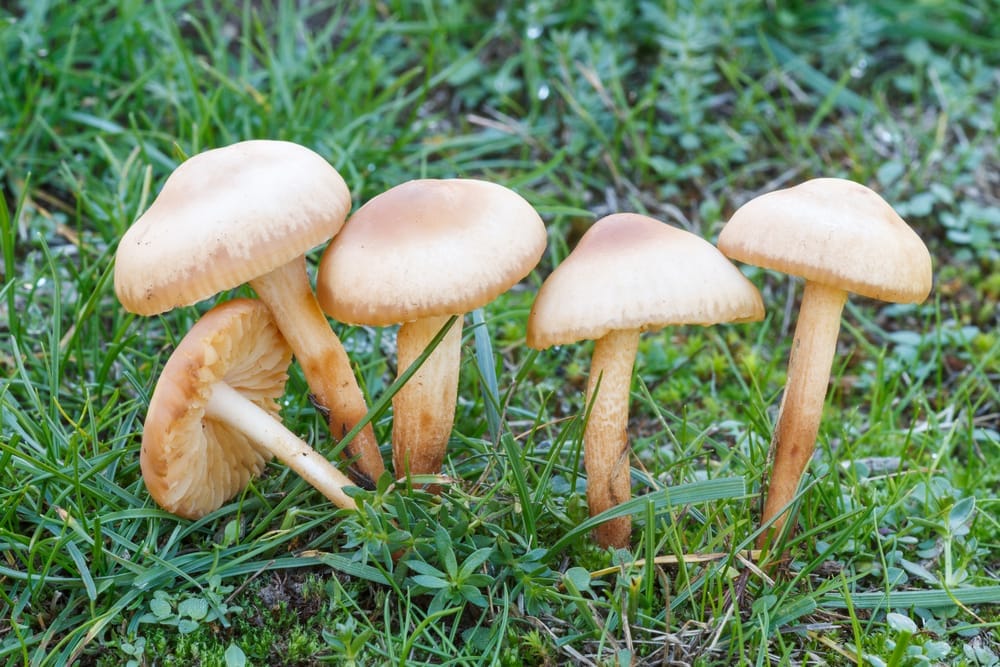Marasmius Oreades