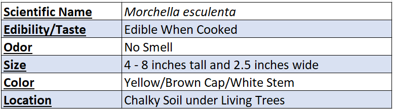 Morel Mushroom Data