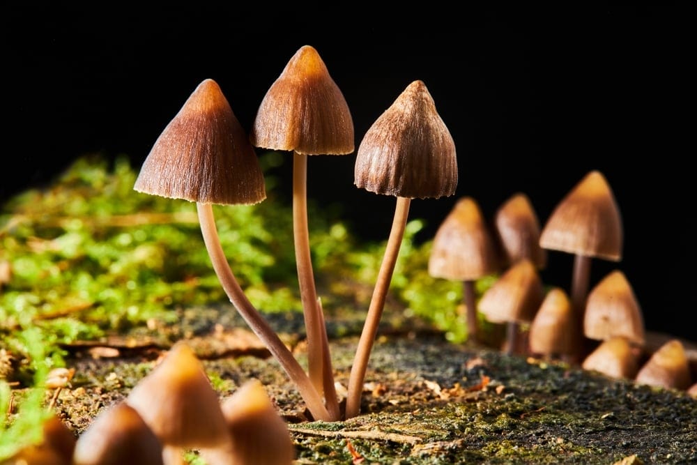 Mushrooms