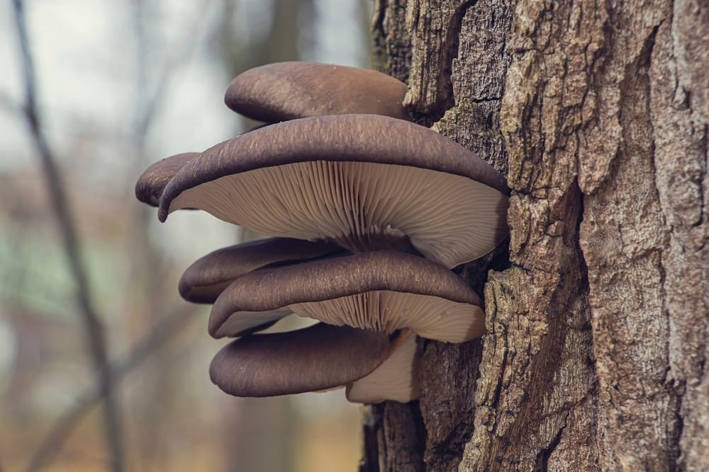 Winter Oyster Mushroom