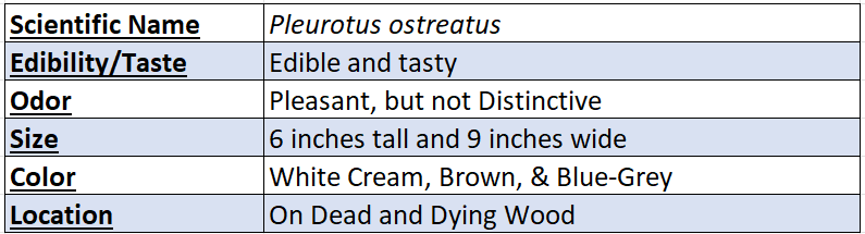 Winter Oyster Mushroom Data