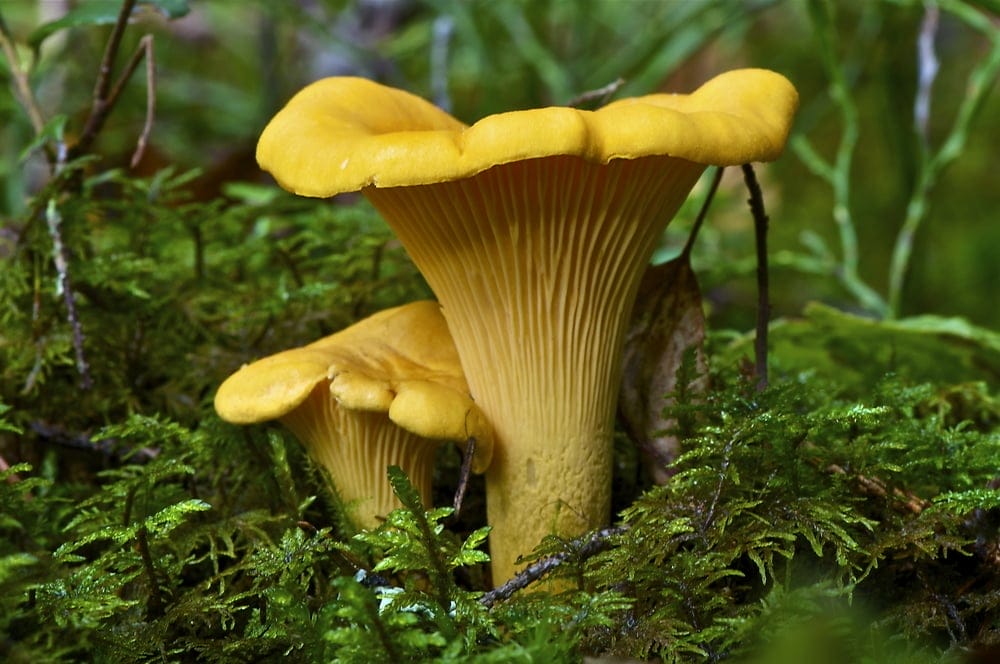 Chanterelle Mushroom