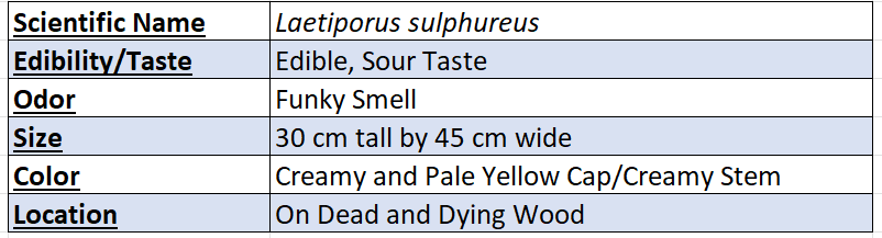chicken of the woods mushroom data