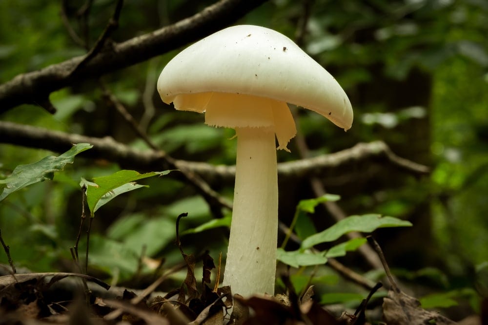Destroying Angel