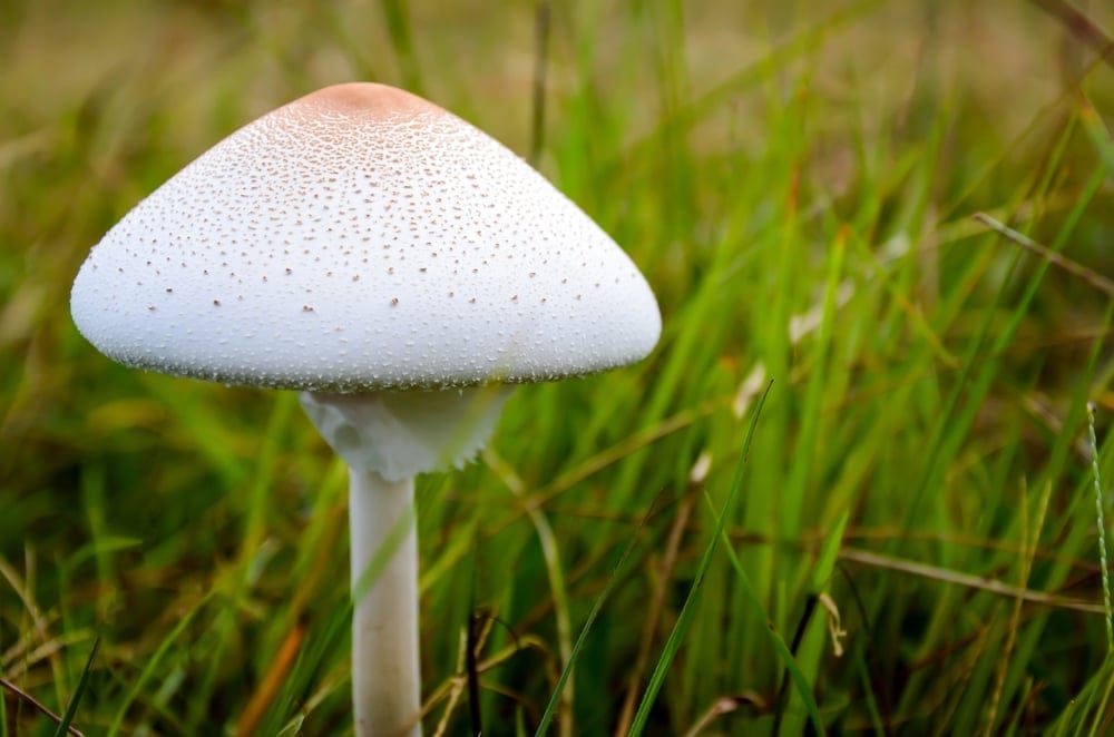 False Parasol