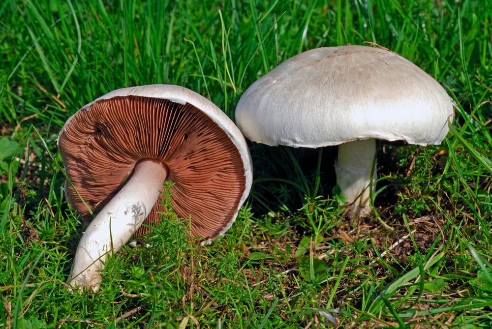 Field Mushroom