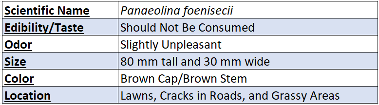 haymaker mushroom data