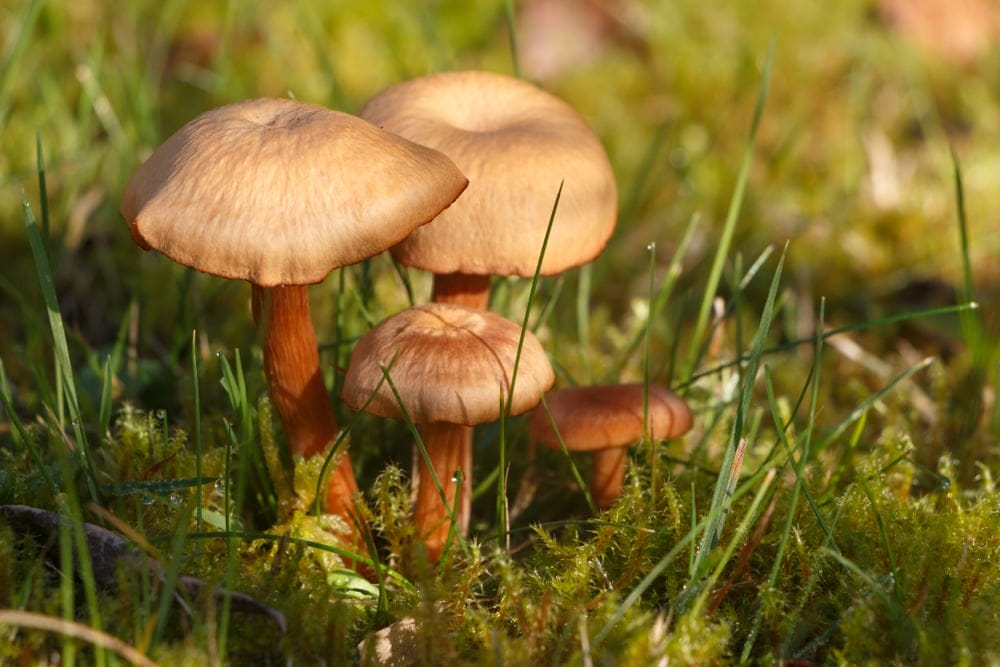 Haymaker Mushroom