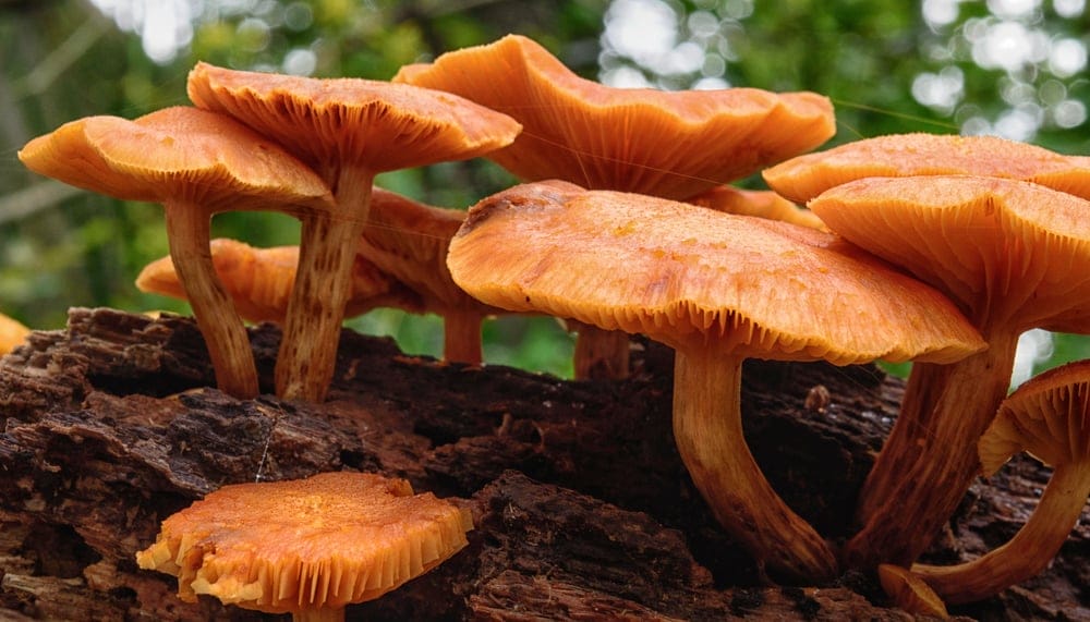 Jack O Lantern Mushroom