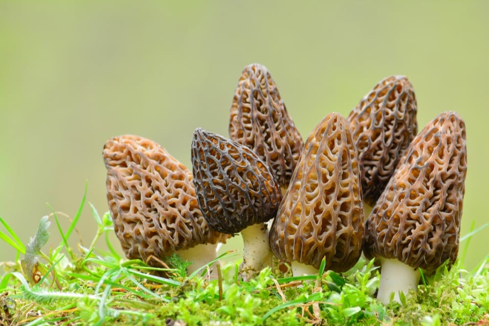 Morels
