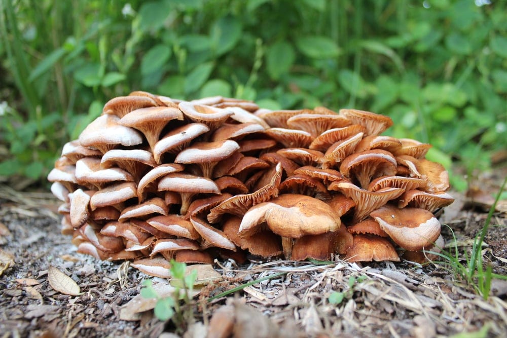 Ringless Honey Mushroom