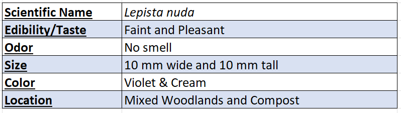 lepista nuda mushroom