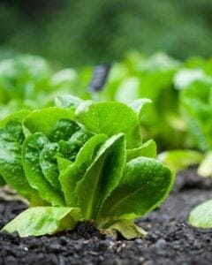 Lettuce growing in a garden bed.