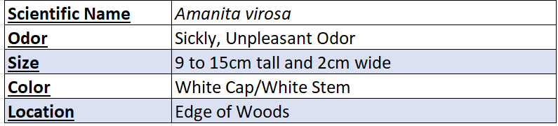Amanita Virosa Chart
