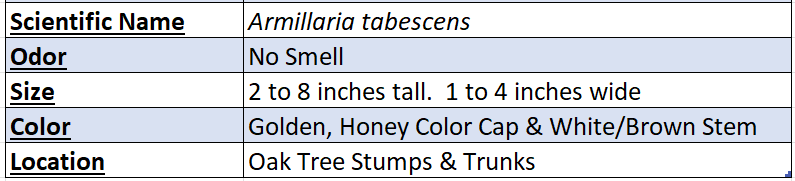 Armillaria Tabescens Chart