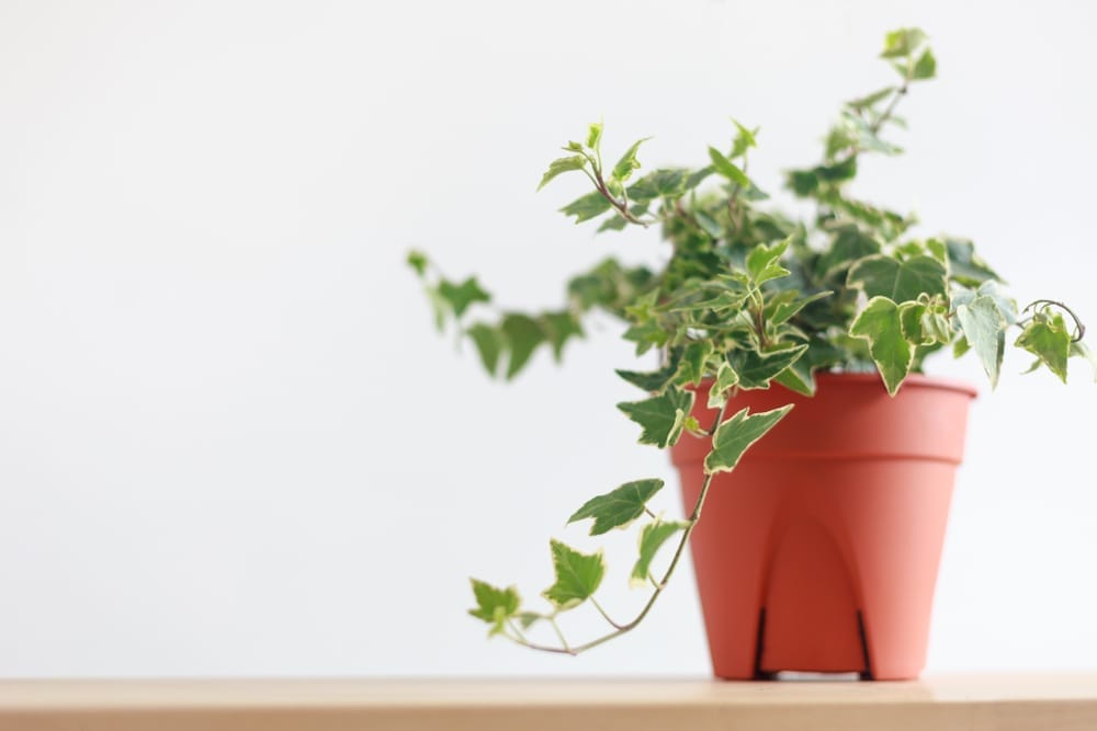english ivy