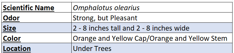 Omphalotus Olearius Chart