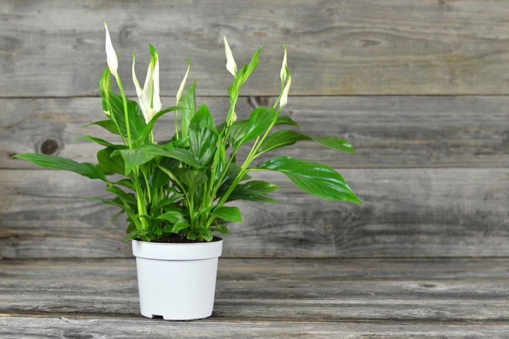 peace lily