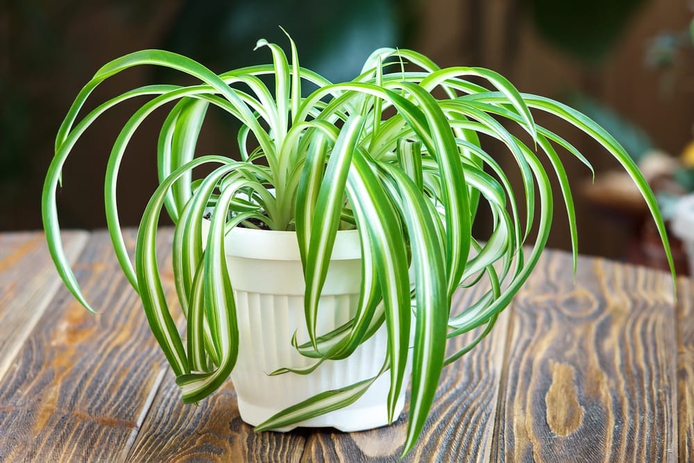 Spider Plant 2