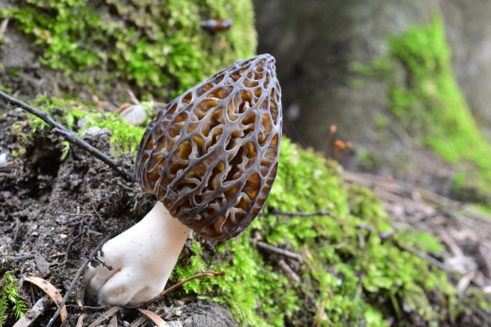 morel mushroom