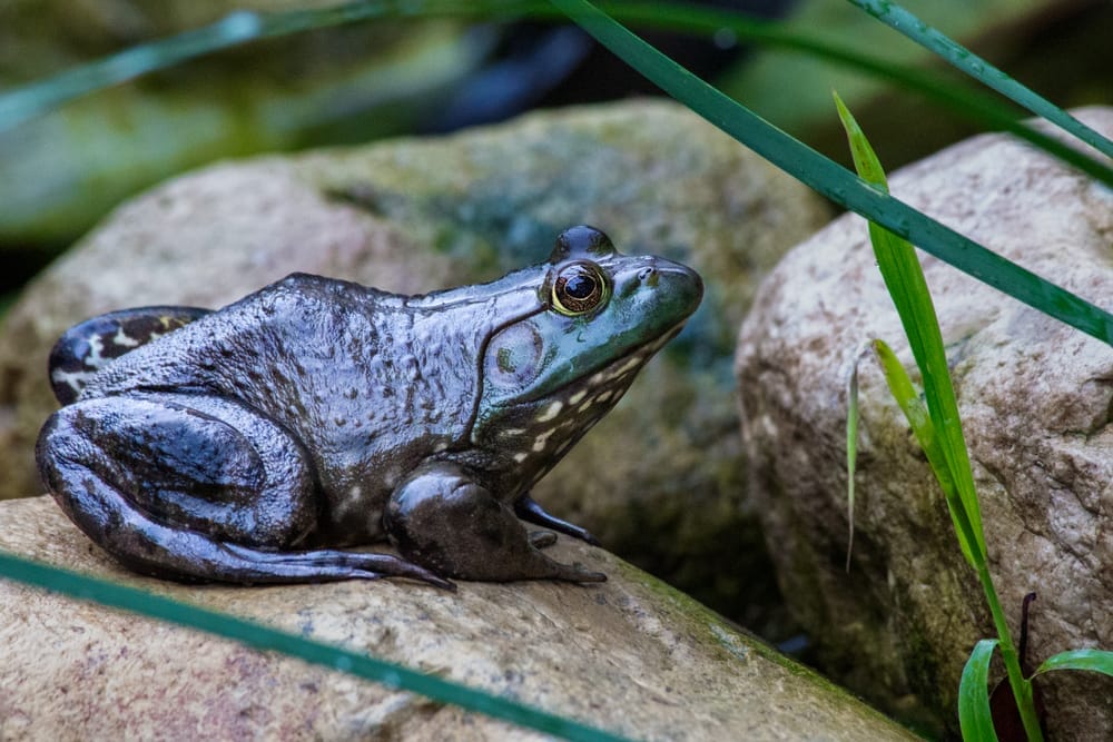 american bullfrog