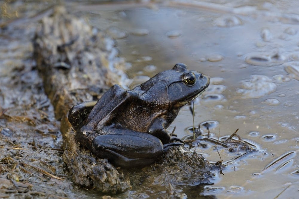 american bullfrogs