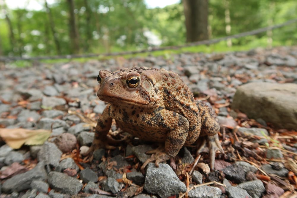 American Toad