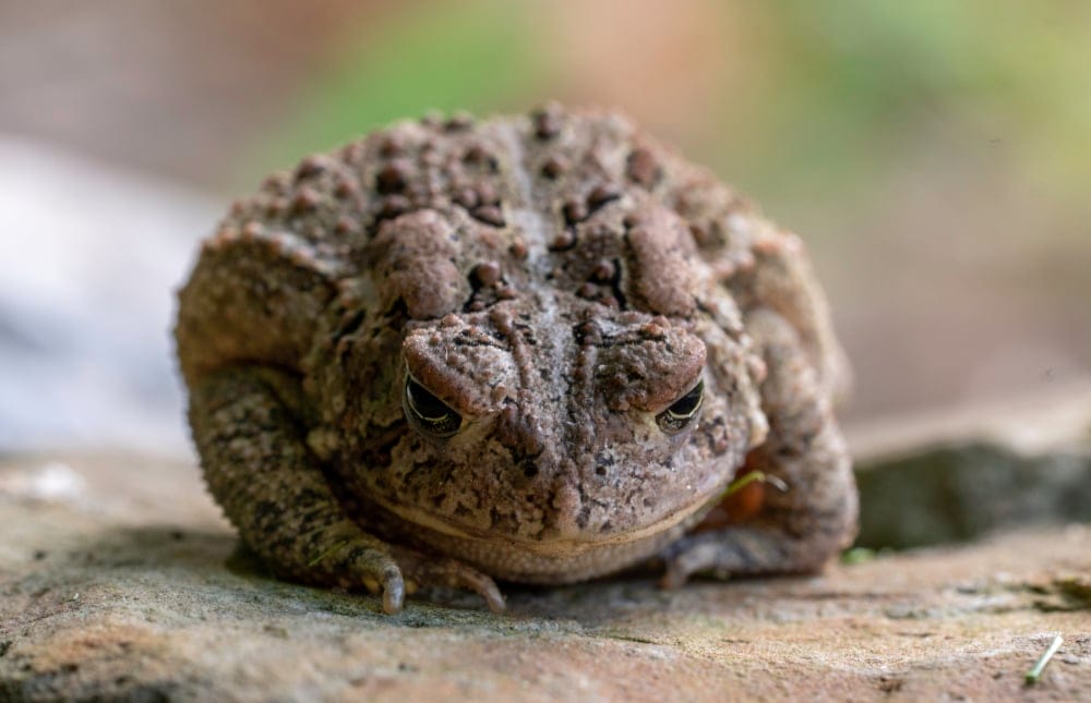american toad