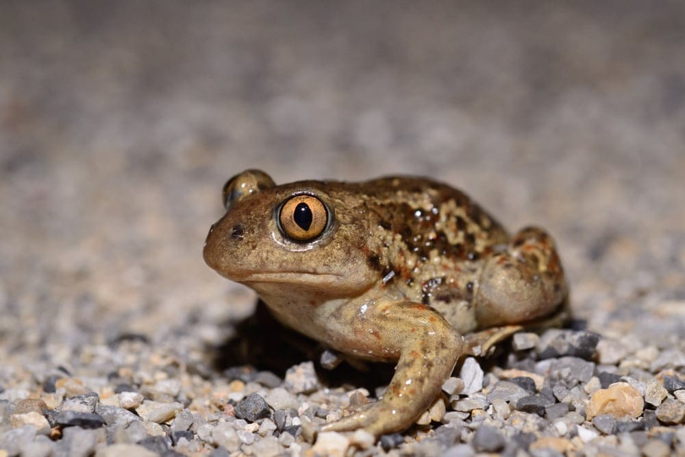 northern spring peeper