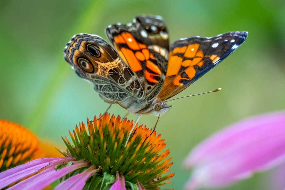 American Lady Butterfly