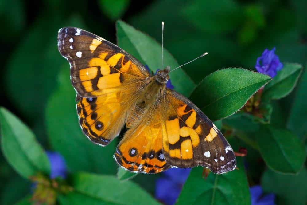 american lady butterfly