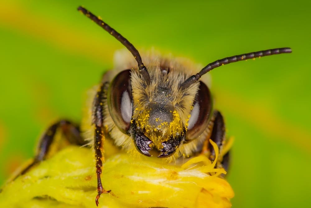 bee
