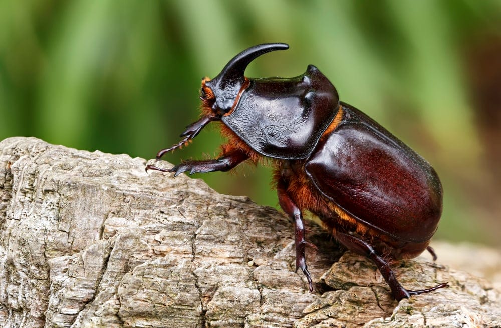 beetle