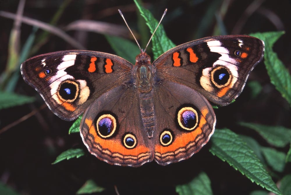 Buckeye Butterfly