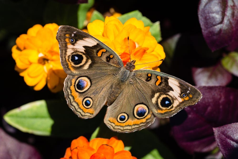 Buckeye Butterfly