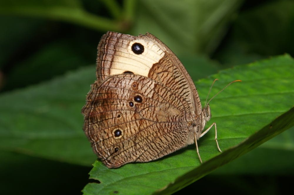 Common Wood Nymph