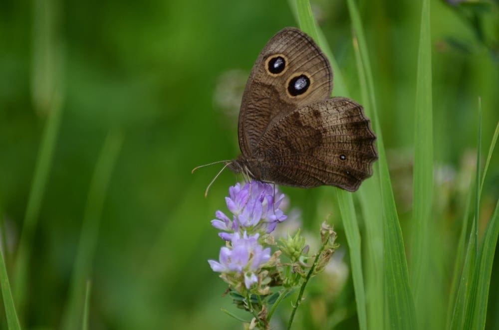 Common Wood Nymph Butterfly