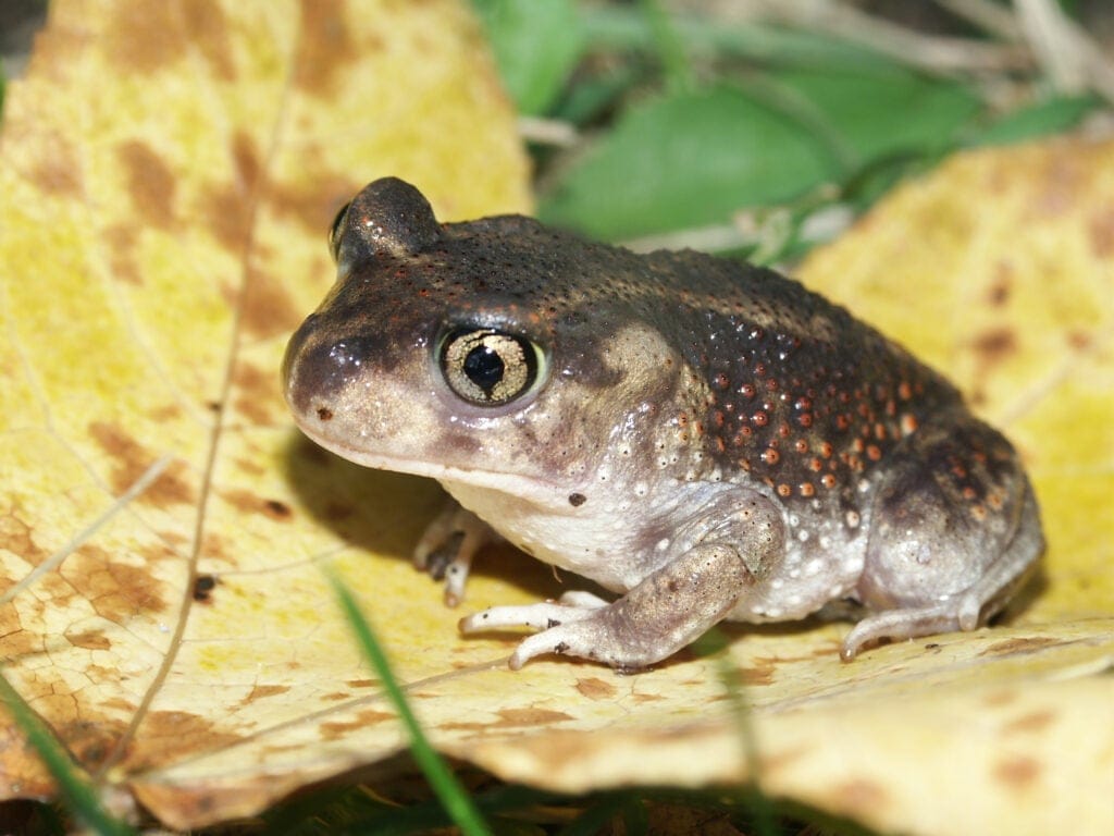 Eastern Spadefoot