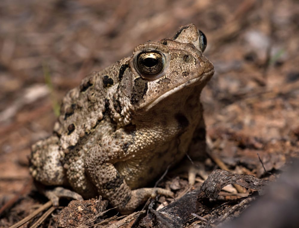 fowler toad