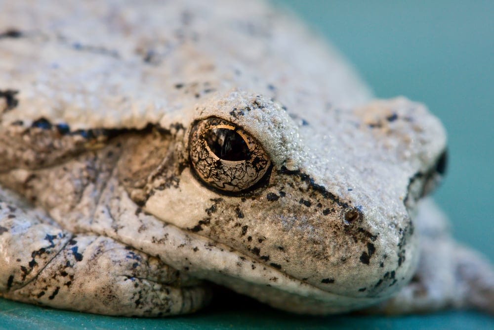 grey tree frog