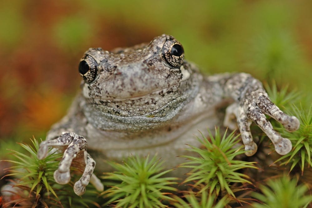 grey tree frog