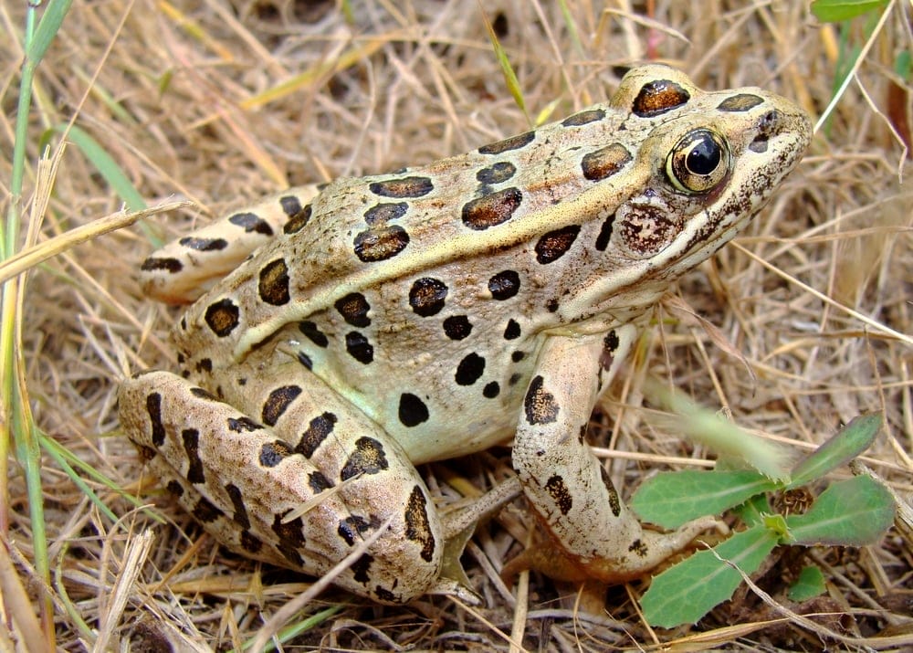 Northern Leopard Frog
