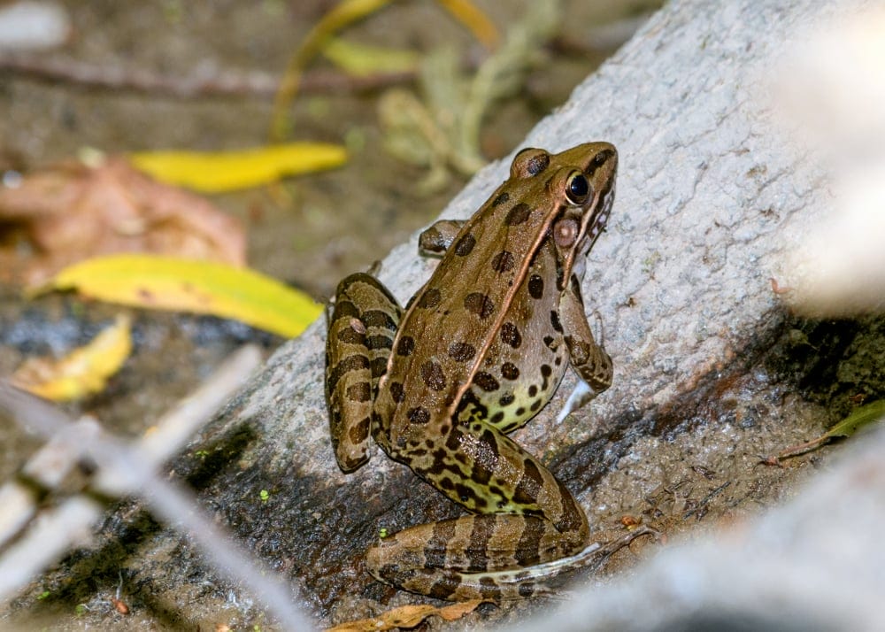 Northern Leopard Frog
