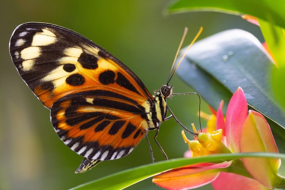 painted lady butterfl
