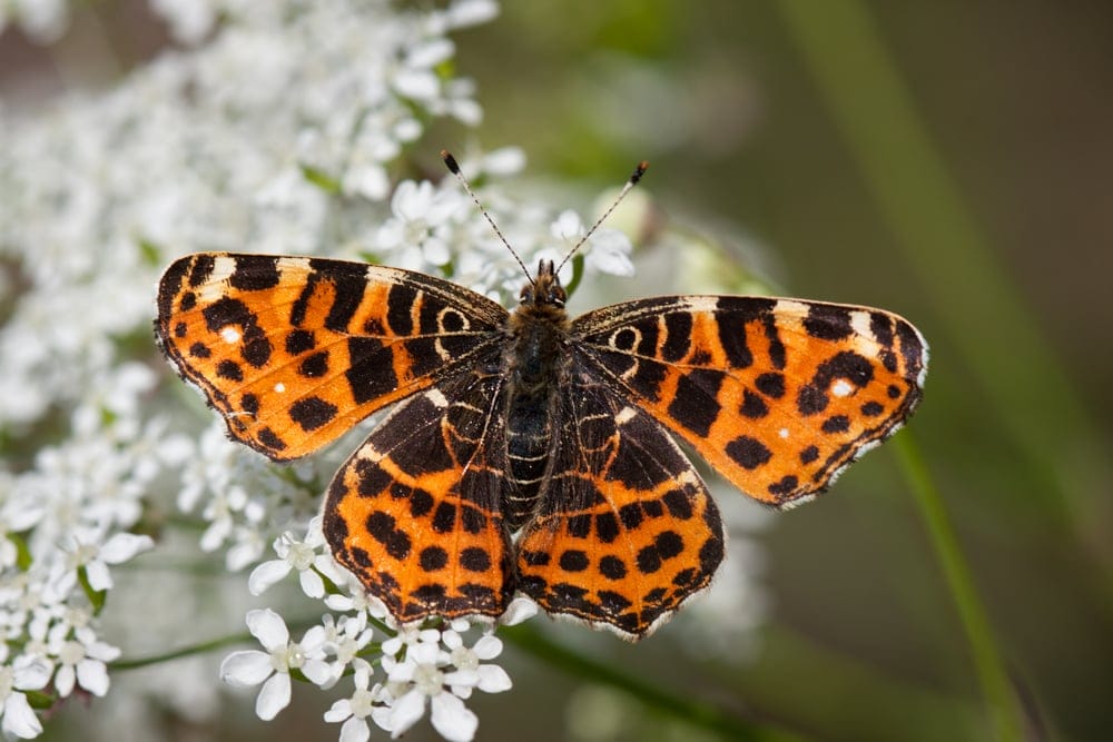 painted lady butterfly