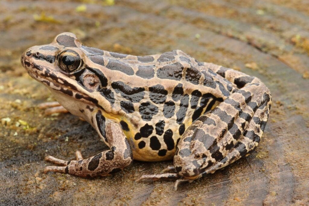 pickerel frog